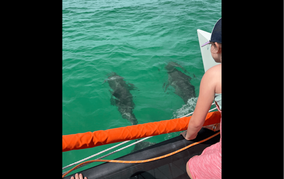 Person viewing dolphins while sailing in Destin Fl 